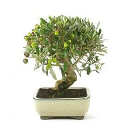 Los 30 mejores bonsai arbol natural capaces: la mejor revisión sobre bonsai arbol natural